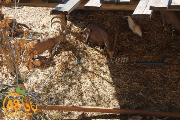 re7la 7eifa (62).JPG